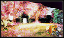 Radiant Bliss Music Project*§*The Garden