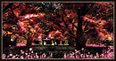 Radiant Bliss Music Project*§*The Forest