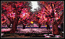 Radiant Bliss Music Project*§*The Forest