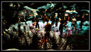 Radiant Bliss Music Project*§*The Cave