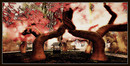 Radiant Bliss Music Project*§*The Forest