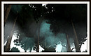 Among The Trees