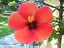 flower 1
