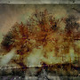 Ancient wood