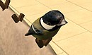 hey there little birdie - Torley Linden