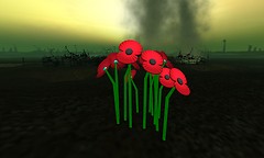 poppy clump 1 - Torley Linden