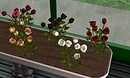roses - Torley Olmstead