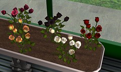 roses - Torley Olmstead