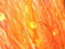 Garden Abstract