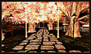 Radiant Bliss Music Project*§*The Forest