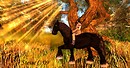 Enchanted ride....