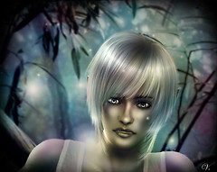 Enchanted forest
