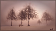 Misty sunrise