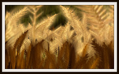 Wheat Field 1