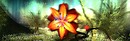 flower - Torley Linden