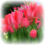 In the bulb there is a flower