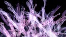 Lavendar Plumes ~ Blue Mars ~ Grid Rock City
