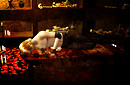 Dead To The World