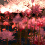water lily　