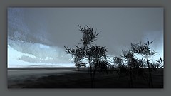 China_bamboo