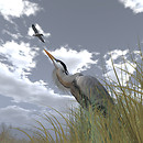 Great Island_001MDM