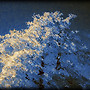 Tree, Reflected