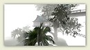 Around a chinese house in a tree...