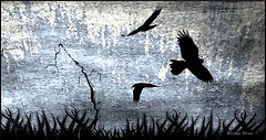 ravens fly