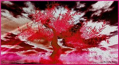 red dream