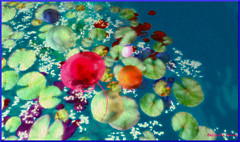 jellyfish through the water lilies