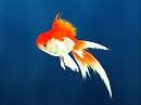goldfish red_001