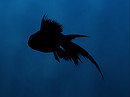 goldfish black