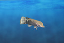 gar