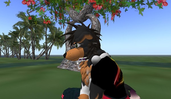 Collie contimplating where his fox