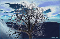 frosted tree