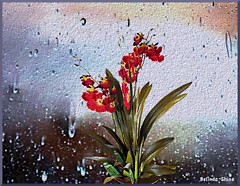 frozen orchid