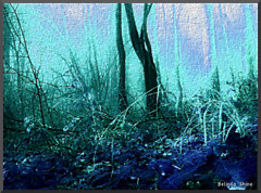 in a blue forest