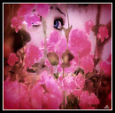 Through the Flowers