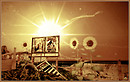 Sun-flowers