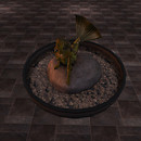1008 pumpkin
