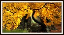 Autumn at Shadowfield