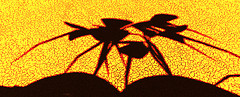 Shadows of Burn2:spider(s)