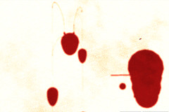 Shadows of Burn2: hanger of blood