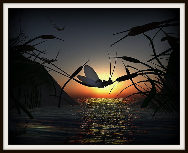 Mayfly