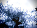 The tree of ark