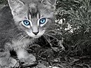 my kitty