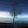 Single tree