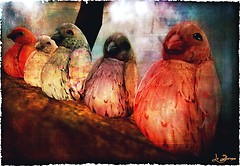 Plastik birds