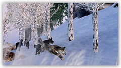 Winter SOLstice