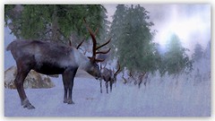 Winter SOLstice